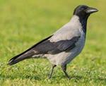hooded crow